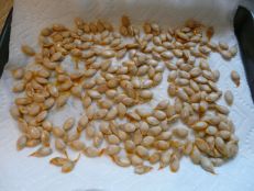 sowing-seeds